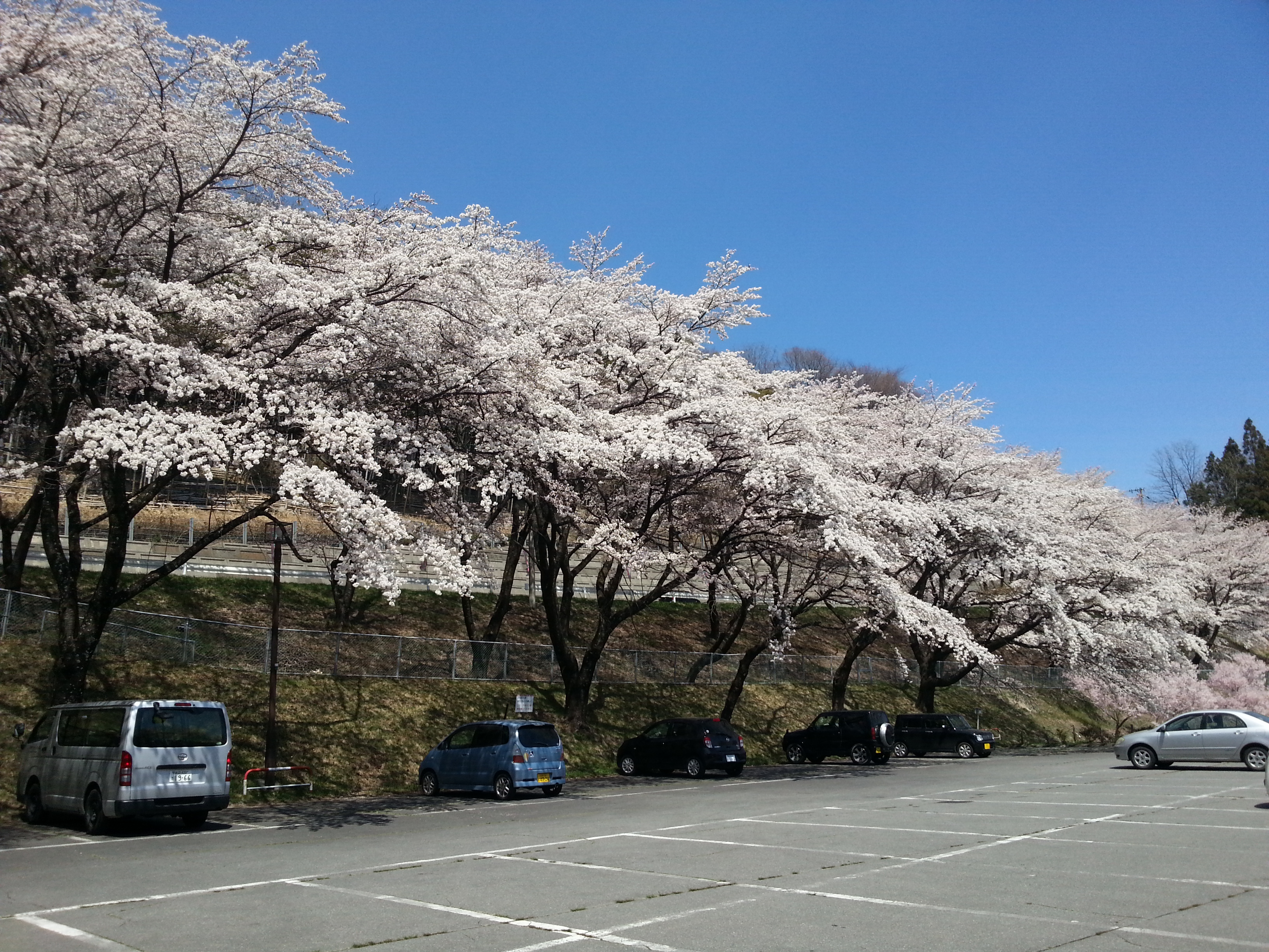 与田切公園1　2014.4.14.jpg