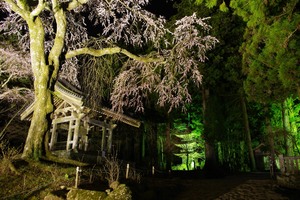 今年も光前寺の桜のライトアップ始まりました。画像その1