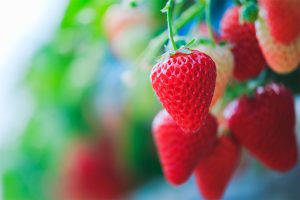 あま～いいちごが食べ放題！